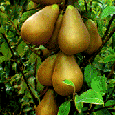 Peras